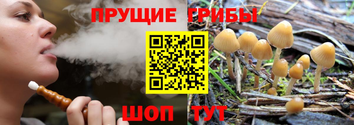 продажа наркотиков  Псилоцибиновые грибы Psilocybine cubensis  Вход с VPN  Псилоцибиновые грибы Cubensis  Мценск 